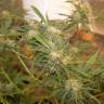 семена конопли для курения Auto Easy Bud feminised Royal Queen семена конопли для курения Auto Easy Bud feminised Royal Queen