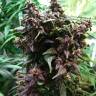 заказ семян конопли Спб Auto Bloody Skunk feminised Sweet Seeds заказ семян конопли Спб Auto Bloody Skunk feminised Sweet Seeds