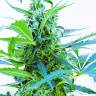 качественные семена конопли Auto Blue Kush feminised качественные семена конопли Auto Blue Kush feminised