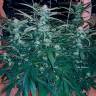 семена конопли в оригинальных упаковках Chuck Chuck feminised Bang Seeds семена конопли в оригинальных упаковках Chuck Chuck feminised Bang Seeds