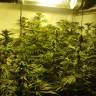 семена конопли элитных сортов Cookies Kush feminised Barneys Farm семена конопли элитных сортов Cookies Kush feminised Barneys Farm