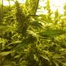 семена конопли аутдор Cookies Kush feminised Barneys Farm семена конопли аутдор Cookies Kush feminised Barneys Farm