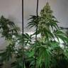 семена конопли дешево Cookies Kush feminised Barneys Farm семена конопли дешево Cookies Kush feminised Barneys Farm