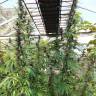 семена конопли дешево Purple #1 regular Dutch Passion Seeds семена конопли дешево Purple #1 regular Dutch Passion Seeds