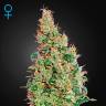 семена культурной конопли купить Auto Green-O-Matic feminised Green House Seeds семена культурной конопли купить Auto Green-O-Matic feminised Green House Seeds