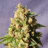 семена конопли для выращивания Kiss (Queso) feminised Kannabia Seeds семена конопли для выращивания Kiss (Queso) feminised Kannabia Seeds