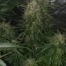 урожайные семена конопли Auto Kryptonite feminised Pyramid Seeds урожайные семена конопли Auto Kryptonite feminised Pyramid Seeds
