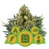 семена конопли для выращивания Autoflowering MIX feminised Royal Queen семена конопли для выращивания Autoflowering MIX feminised Royal Queen