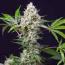 где заказать семена конопли Auto Blow Mind feminised Sweet Seeds где заказать семена конопли Auto Blow Mind feminised Sweet Seeds
