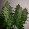 Семена марихуаны Auto Royal Gorilla feminised Ganja Seeds Семена марихуаны Auto Royal Gorilla feminised Ganja Seeds