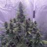 купить с доставкой Auto White Widow feminised Ganja Seeds купить с доставкой Auto White Widow feminised Ganja Seeds