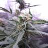 заказ семян конопли Auto White Widow feminised заказ семян конопли Auto White Widow feminised