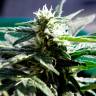 семена конопли для выращивания Auto Critical regular семена конопли для выращивания Auto Critical regular