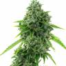 купить семена конопли в интернете Super Critical feminised купить семена конопли в интернете Super Critical feminised