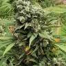 сканковые семена конопли Super Critical feminised сканковые семена конопли Super Critical feminised