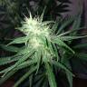 заказать качественные семена конопли Chuy Valley feminised Bang Seeds заказать качественные семена конопли Chuy Valley feminised Bang Seeds
