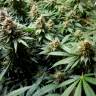 урожайные семена конопли Misty Kush regular Nirvana Seeds урожайные семена конопли Misty Kush regular Nirvana Seeds