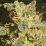 купить семена конопли Auto Lennon feminised Pyramid Seeds купить семена конопли Auto Lennon feminised Pyramid Seeds