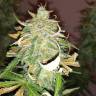 заказ семян конопли Спб Auto Lennon feminised Pyramid Seeds заказ семян конопли Спб Auto Lennon feminised Pyramid Seeds