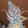 семена конопли Auto Lennon feminised Pyramid Seeds семена конопли Auto Lennon feminised Pyramid Seeds