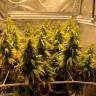 Недорогие семена марихуаны Auto Gagarin 2 feminised Ganja Seeds Недорогие семена марихуаны Auto Gagarin 2 feminised Ganja Seeds