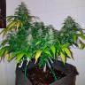 Семена ганжы Auto Royal Creamatic feminised Ganja Seeds недорого Семена ганжы Auto Royal Creamatic feminised Ganja Seeds недорого