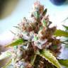 Семена ганжы Auto Royal Creamatic feminised Ganja Seeds оптом Семена ганжы Auto Royal Creamatic feminised Ganja Seeds оптом