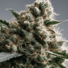 купить качественные семена конопли Super Silver Haze feminised купить качественные семена конопли Super Silver Haze feminised