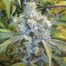 качественные семена конопли Super Silver Haze feminised качественные семена конопли Super Silver Haze feminised