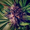 Auto Blackberry Kush feminised Dutch Passion Seeds Auto Blackberry Kush feminised Dutch Passion Seeds