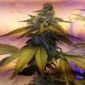 заказать на сайте семена конопли Erlik feminised Bang Seeds заказать на сайте семена конопли Erlik feminised Bang Seeds