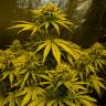 качественные семена конопли Critical Kush feminised Barneys Farm качественные семена конопли Critical Kush feminised Barneys Farm