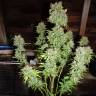 семена конопли феминизированные Critical Kush feminised Barneys Farm семена конопли феминизированные Critical Kush feminised Barneys Farm