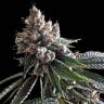 семена конопли дешево Golden Lemons feminised DNA Genetics семена конопли дешево Golden Lemons feminised DNA Genetics