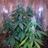 семена конопли наложенным платежом Auto Nefertiti feminised Pyramid Seeds семена конопли наложенным платежом Auto Nefertiti feminised Pyramid Seeds
