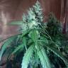 заказать качественные семена конопли Auto Nefertiti feminised Pyramid Seeds заказать качественные семена конопли Auto Nefertiti feminised Pyramid Seeds