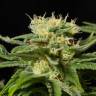 Семена ганжы California Hash Plant feminised Ganja Seeds заказать Семена ганжы California Hash Plant feminised Ganja Seeds заказать