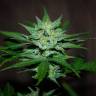 семена сортовой конопли Auto Bomb feminised Green House Seeds семена сортовой конопли Auto Bomb feminised Green House Seeds