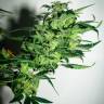 качественные семена конопли Auto Bomb feminised Green House Seeds качественные семена конопли Auto Bomb feminised Green House Seeds