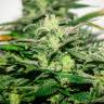 урожайные семена конопли Auto Bomb feminised Green House Seeds урожайные семена конопли Auto Bomb feminised Green House Seeds