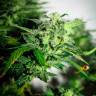 семена конопли в оригинальных упаковках Auto Bomb feminised Green House Seeds семена конопли в оригинальных упаковках Auto Bomb feminised Green House Seeds