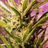 семена конопли аутдор Irbis feminised Bang Seeds семена конопли аутдор Irbis feminised Bang Seeds