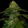 семена индийской конопли Holy Grail Kush feminised DNA Genetics семена индийской конопли Holy Grail Kush feminised DNA Genetics