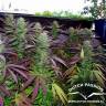 семена конопли для курения White Widow regular Dutch Passion Seeds семена конопли для курения White Widow regular Dutch Passion Seeds