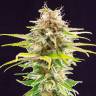 семена конопли недорого Super AK feminised Kannabia Seeds семена конопли недорого Super AK feminised Kannabia Seeds