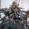 Семена конопли Do-Sweet-Dos feminised Ganja Seeds заказать Семена конопли Do-Sweet-Dos feminised Ganja Seeds заказать