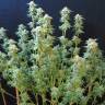 семена конопли гидропоники Irtysh feminised Bang Seeds семена конопли гидропоники Irtysh feminised Bang Seeds