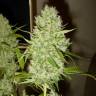 заказ семян конопли Спб G13 Haze feminised Barneys Farm заказ семян конопли Спб G13 Haze feminised Barneys Farm