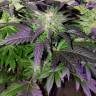 семена конопли почтой Pure Power Plant regular Nirvana Seeds семена конопли почтой Pure Power Plant regular Nirvana Seeds
