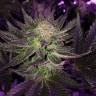 где можно заказать семена конопли Pure Power Plant regular Nirvana Seeds где можно заказать семена конопли Pure Power Plant regular Nirvana Seeds